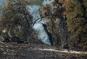 Park Fire Aftermath - California