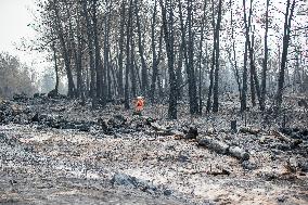 Park Fire Aftermath - California