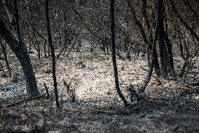 Park Fire Aftermath - California