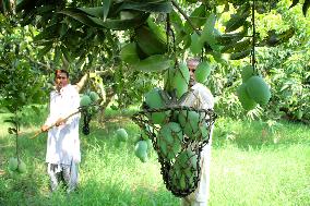 PAKISTAN-MULTAN-MANGO-HARVEST