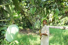 PAKISTAN-MULTAN-MANGO-HARVEST