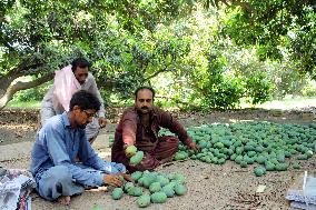 PAKISTAN-MULTAN-MANGO-HARVEST