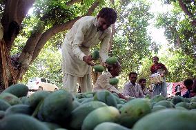 PAKISTAN-MULTAN-MANGO-HARVEST