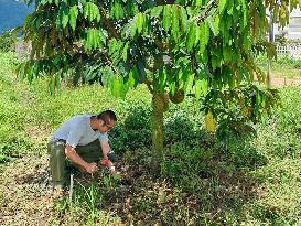 CHINA-FARM PRODUCE-CARBON FOOTPRINT (CN)