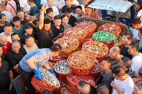 Swimming Crab Harvest in Zhoushan