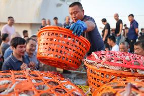 Swimming Crab Harvest in Zhoushan