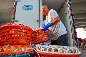 Swimming Crab Harvest in Zhoushan