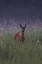 Poland Roe Deer