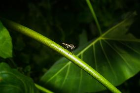 Robber Fly - Asilidae - Asilini - Animal India