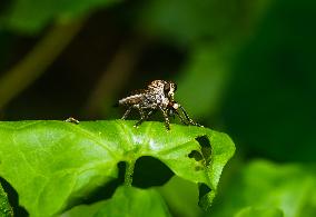 Robber Fly - Asilidae - Asilini - Animal India