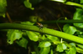 Robber Fly - Asilidae - Asilini - Animal India