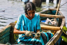 Fisherwoman Shucking Mussels In Kerala