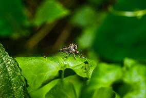 Robber Fly - Asilidae - Asilini - Animal India