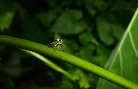 Robber Fly - Asilidae - Asilini - Animal India