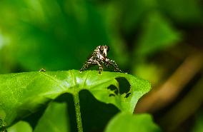 Robber Fly - Asilidae - Asilini - Animal India