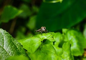 Robber Fly - Asilidae - Asilini - Animal India