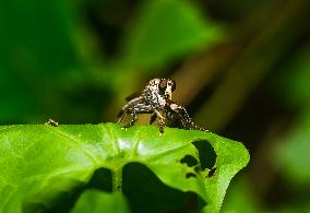 Robber Fly - Asilidae - Asilini - Animal India