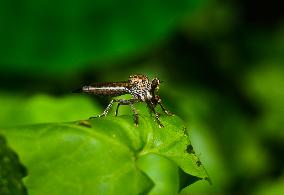 Robber Fly - Asilidae - Asilini - Animal India