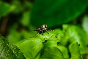 Robber Fly - Asilidae - Asilini - Animal India