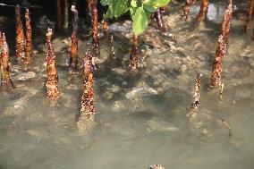 Daily Life At Sambranikodi Island