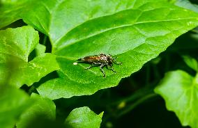 Robber Fly - Asilidae - Asilini - Animal India