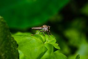 Robber Fly - Asilidae - Asilini - Animal India