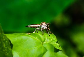 Robber Fly - Asilidae - Asilini - Animal India