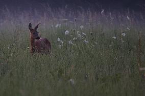 Poland Roe Deer