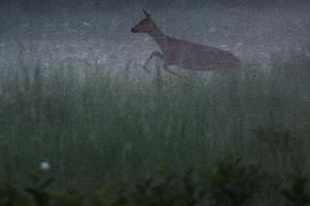 Poland Roe Deer