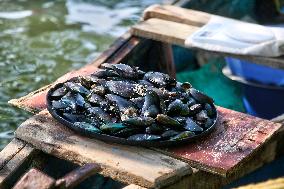 Fisherwoman Shucking Mussels In Kerala