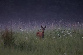 Poland Roe Deer