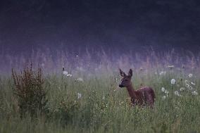 Poland Roe Deer