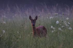 Poland Roe Deer