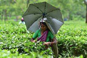 INDIA-ASSAM-NAGAON-TEA GARDEN-WORKERS