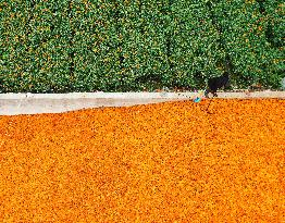 CHINA-GUIZHOU-WEINING-MARIGOLDS-HERBAL MEDICINE (CN)