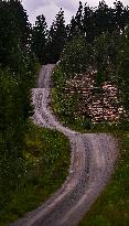 Rally race - Fia World Rally Championship  Wrc Secto Rally Finland  2024