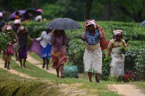 INDIA-ASSAM-NAGAON-TEA GARDEN-WORKERS