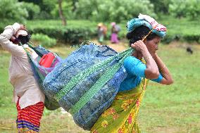 INDIA-ASSAM-NAGAON-TEA GARDEN-WORKERS