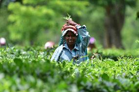 INDIA-ASSAM-NAGAON-TEA GARDEN-WORKERS