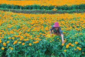 Marigold Flowers In Full Bloom - China