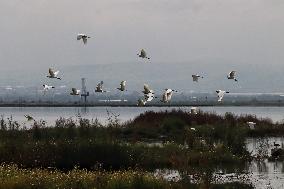 Lake Texcoco Ecological Park