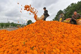 Marigold Flowers In Full Bloom - China