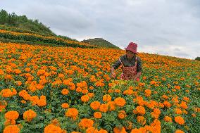 Marigold Flowers In Full Bloom - China