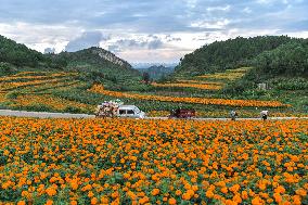 Marigold Flowers In Full Bloom - China