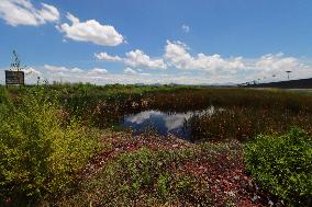 Lake Texcoco Ecological Park