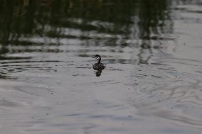 Lake Texcoco Ecological Park