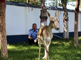 Injury Gose-throated Antelope