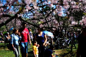 Cherry Blossom Festival In São Paulo