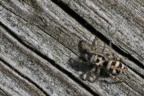 Zebra Jumping Spider