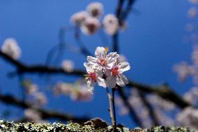 Cherry Blossom Festival In São Paulo